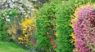 Haie Des 4 Saisons Une Annee De Fleurs De Fruits Et De Vert Comment Planter Haie Idees Jardin