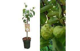 Image result for Annona cherimola