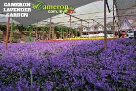 The cameron highlands is a district in pahang, malaysia, occupying an area of 712.18 square kilometres (274.97 sq mi). Cameron Lavender Garden Cameron Highlands Online