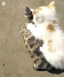Kedi Ve Kaglumbaga Arkadasim Sirtimin Taci Komik Hayvan Komik Hayvan Videolari Cute Kittens