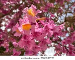 Image result for Handroanthus sp. near impetiginosus