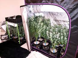 Best Place To Grow Cannabis In The House Grow Weed Easy