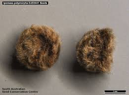 Image result for Ipomoea polymorpha