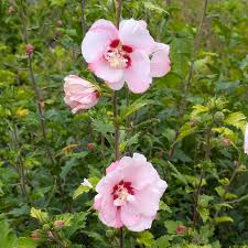 Image result for Hibiscus syriacus ´Pink Chiffon