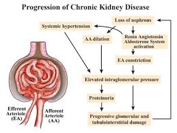 Naghii mr, babaei m, hedayati m. Feline Chronic Kidney Disease Today S Veterinary Practice