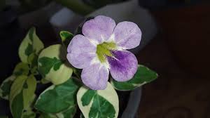 Image result for Asystasia vogeliana