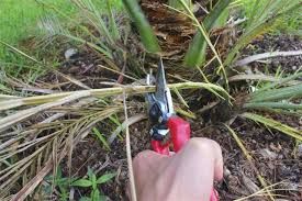 This palm can tolerate low light conditions, however it. Majesty Palm Care Gardenerdy