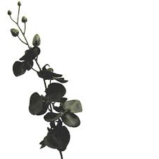 We did not find results for: Artificial Black Orchid Stem Silk Single Stem Orchid Shelf Edge Uk