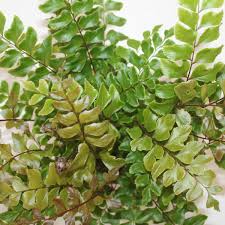 Image result for Didymochlaena