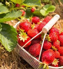 Uumfp jardiniere suspendue, sacs de culture imperméables pour les plantes, fixé au mur, extérieur intérieur verdissement récipient de √. Fraisier Plantation Culture Et Conseils D Entretien