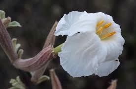 Image result for Catophractes alexandri