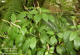 Image result for Hilleria latifolia