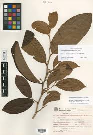 Image result for Chrysophyllum welwitschii