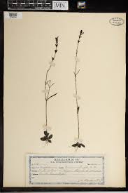 Image result for Buchnera buchneroides
