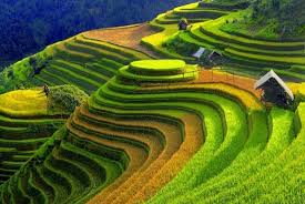 Kebanyakan sawah digunakan untuk bercocok tanam padi. Kangen Mudik Pemandangan Sawah Terindah Ini Bisa Menjadi Pengobat Rindu News On Rcti
