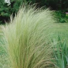 Samotné kvety sú žltozelené a začínajú sa objavovať od júna a na rastlinách vytrvávajú až do nasledujúcej jari. Deschampsia Cespitosa Goldschleier Waldschmiele Jora Dahl