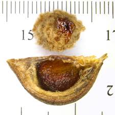 Image result for Sarcophrynium brachystachyum