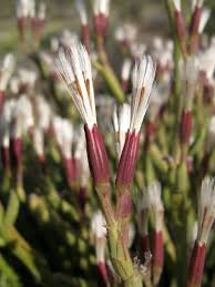 Image result for Kleinia longiflora