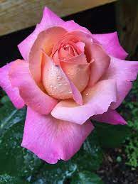 Pin By Sk Sofi On 111 Roses Beautiful Rose Flowers Beautiful Roses Rose Flower