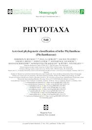 Image result for Phyllanthus manicaensis