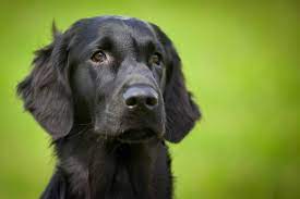 They can even be purebred! The Truth About Black Golden Retrievers According To Science Golden Hearts