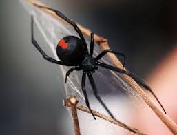Black And White Biting Insect Uk Spiders Redback Spider Australian Spider Spider Bites