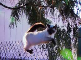 If the cat you like is no longer listed below, he/she may already has an application pending or has been adopted. Recapping Treetop Cat Rescue Seattle S New Animal Planet Reality Show Seattle Television Seattle Met