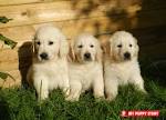 Adoptable Dogs - Sunshine Golden Retriever Rescue