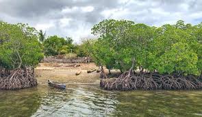 Image result for Vitellariopsis kirkii