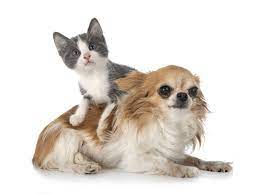 Our store also offers grooming, adoptions and curbside pickup. Indiana County Humane Society