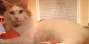 As the days went by, they figured their cat was lost forever. They were  wrong