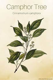 Camphor Tree Uses Benefits And Side Effects Medical Herbs Herbs Herbalism