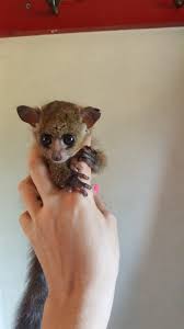 Bengal kittens, savannah kittens, serval kittens and cracal kittens we support wildlife conservation projects through afa. Bushbaby Janda Exotics Animal Ranch United States