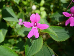 Image result for Impatiens zombensis