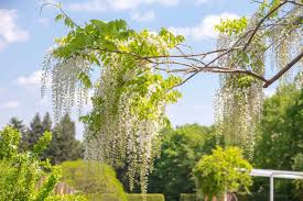 Image result for Wisteria sinensis