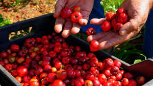 Creme de Acerola
