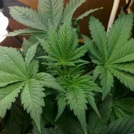 It's currently offline.buy one on amazon: Aglex 2000 Watt Cob Led Rollitup