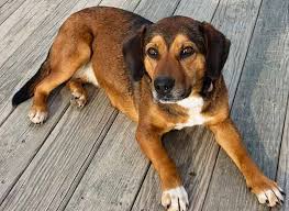 Zeus is family raised with children and will bring you endless joy and fun. German Shepherd Mix 25 Popular Mix Breed Dogs And 6 Unusual Ones