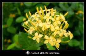 Rangan Flower The Bengali Common Name Of This Flower Is Ra Flickr