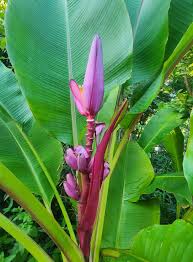Image result for Musa sp. (Ornamental bananas)