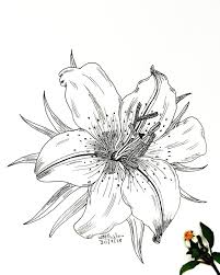 She S Curvy She S Flowy Oh She S So Silky She Hides The Star Dust In Her Skin From Escaping Into The S Lilies Drawing Flower Drawing Art Drawings Beautiful