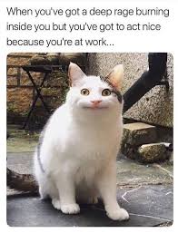 Pin By Margie O On Cats Funny Animal Memes Funny Animals Funny Animal Jokes