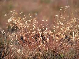 Image result for Monocymbium