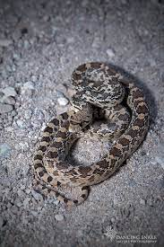 Juvenile Gopher Snake These Guys Have So Much Attitude I Love Them C R C Clark Dancing Snake Nature Photography All R Nature Photography Snake Santa Rita