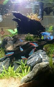 planted tank week 3 aquarium fish tank tropical fish tanks saltwater aquarium fish