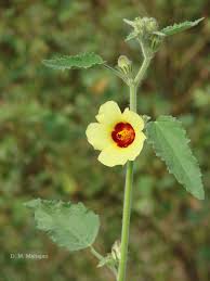 Image result for Hibiscus panduriformis