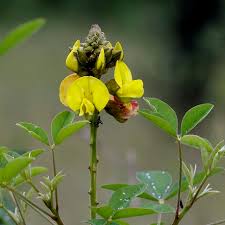 Image result for Crotalaria misella