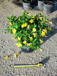 Image result for Allamanda schottii