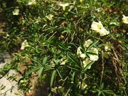 Image result for Merremia quinquefolia