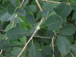 Image result for Erythroxylum emarginatum
